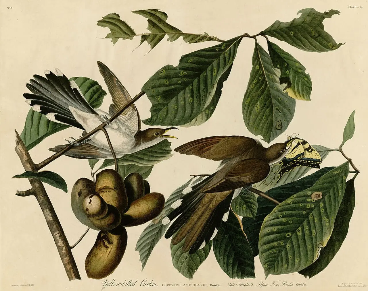 Yellow-billed Cuckoo by John James Audubon, canvas print